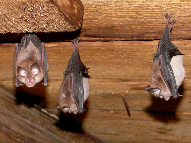 Three Bats Hanging