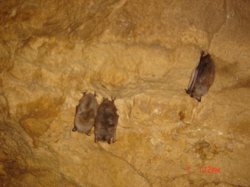 Three Bats on Cave Wall