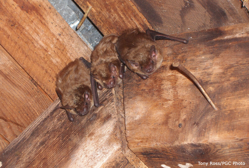 Three bats on wooden surface