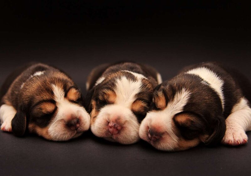 Three Beagle Puppies — Black