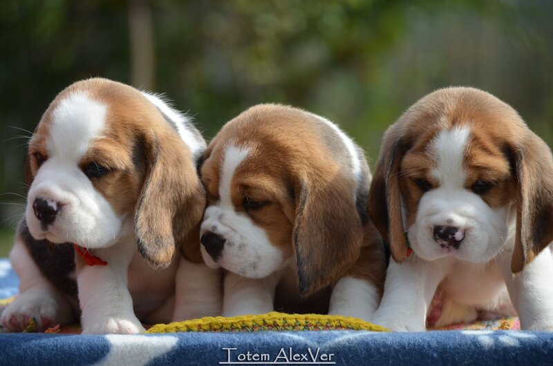 Three Beagle Puppies — Brown, Calm, Afternoon