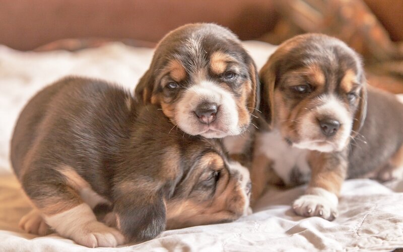 Three Beagle Puppies — Brown, Calm