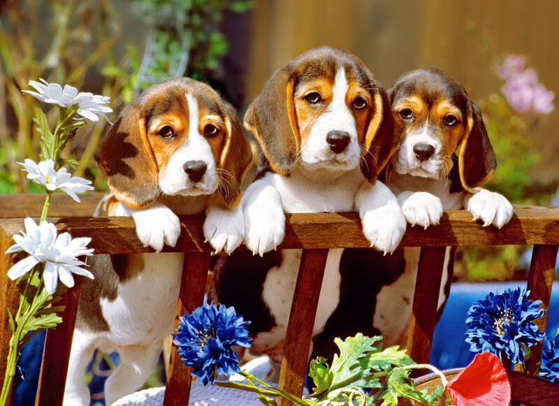 Three Beagle Puppies — Brown