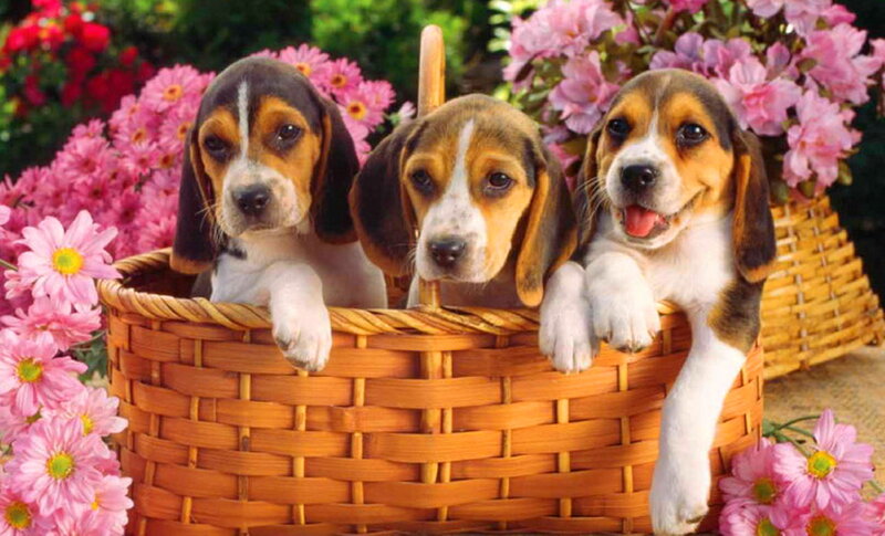Three Beagle Puppies — Pink