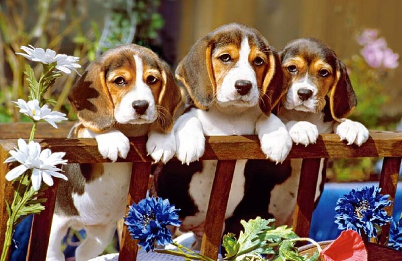 Three Beagle Puppies