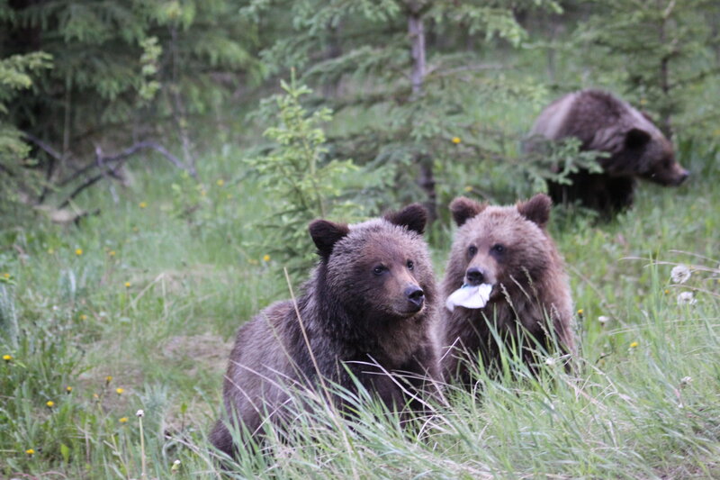 Three Bear Cubs in Grass