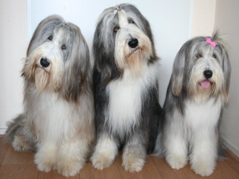 Three Bearded Collie Dogs
