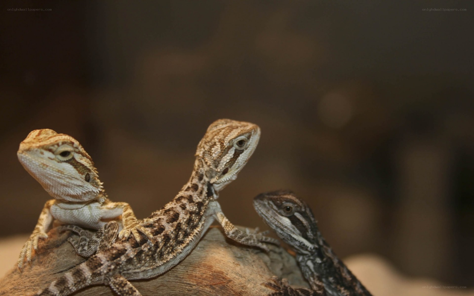 Three bearded dragons on a log