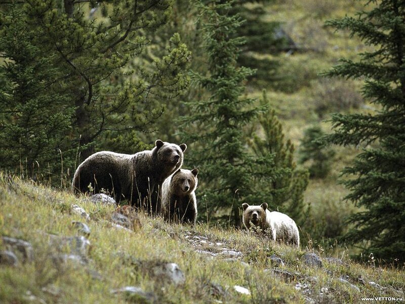 Three Bears in Forest