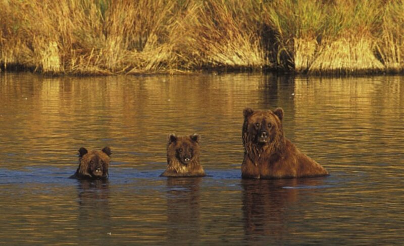 Three Bears in Water