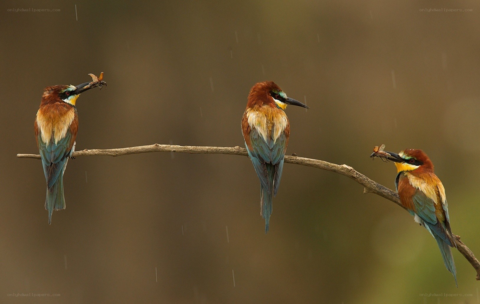 Three bee-eaters on a branch