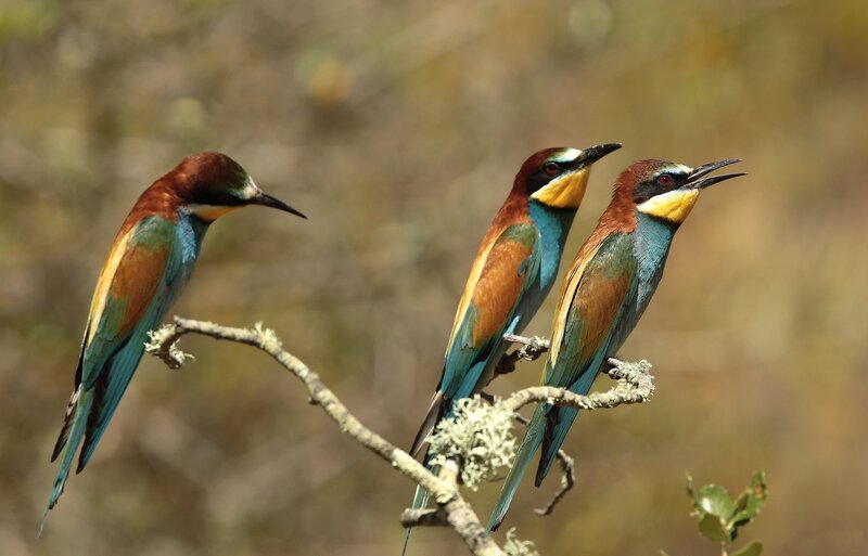 Three Bee-eaters on Branch — Blue