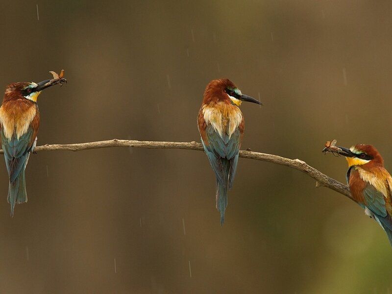 Three Bee-eaters on Branch — Brown