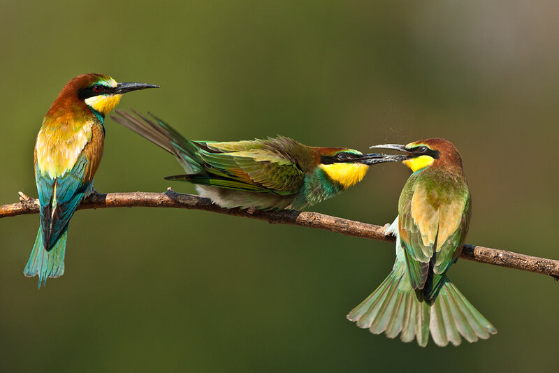 Three Bee-eaters on Branch — Green, Natural