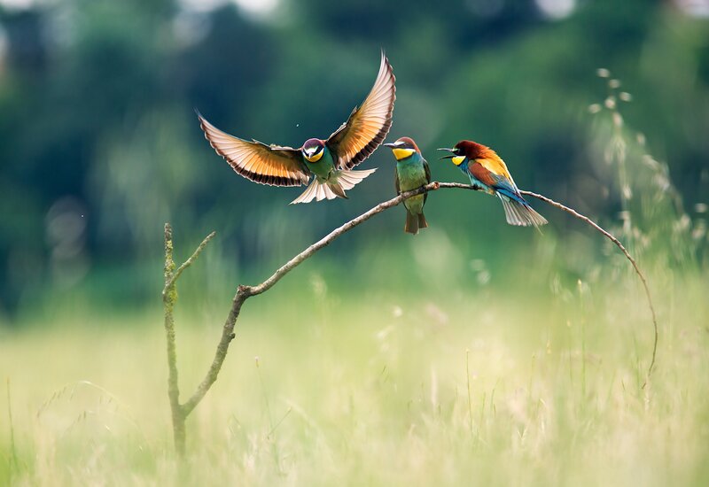 Three Bee-eaters on Branch — Green, Serene