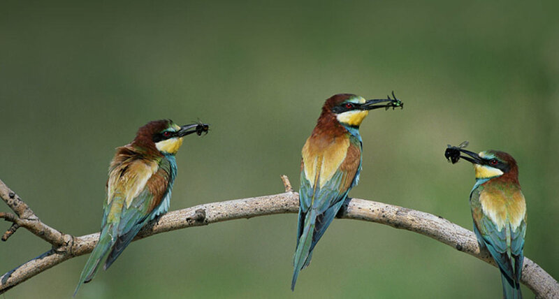 Three Bee-eaters on Branch — Green
