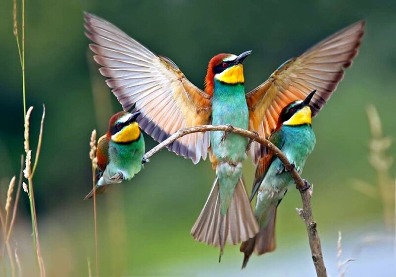 Three Bee-eaters on Branch