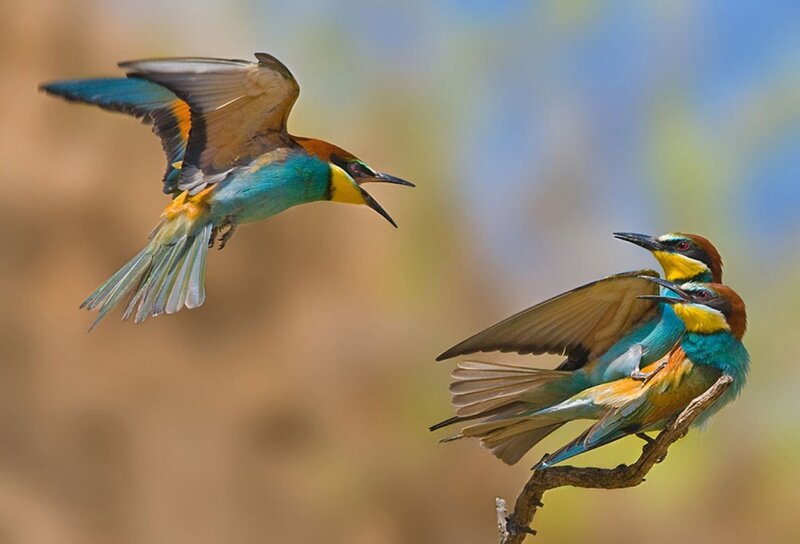 Three Bee-eaters