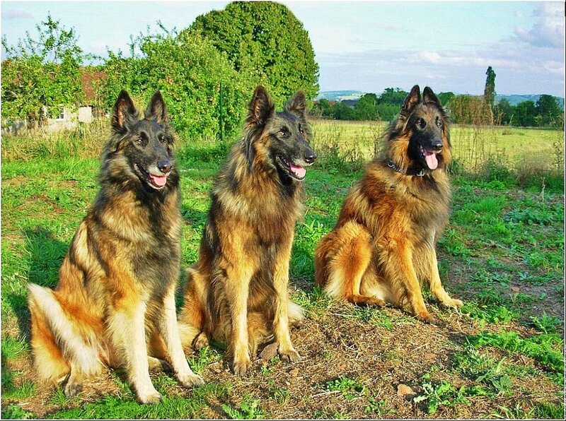 Three Belgian Shepherds — Green