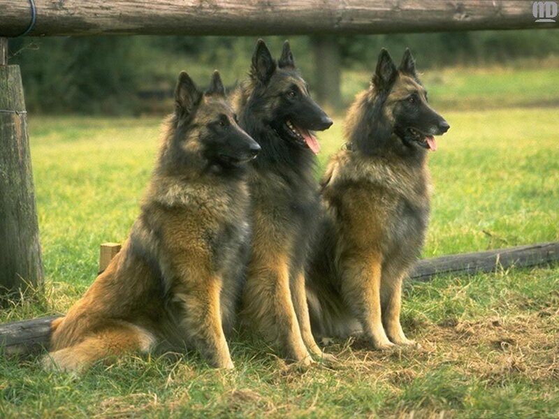 three belgian shepherds in a field