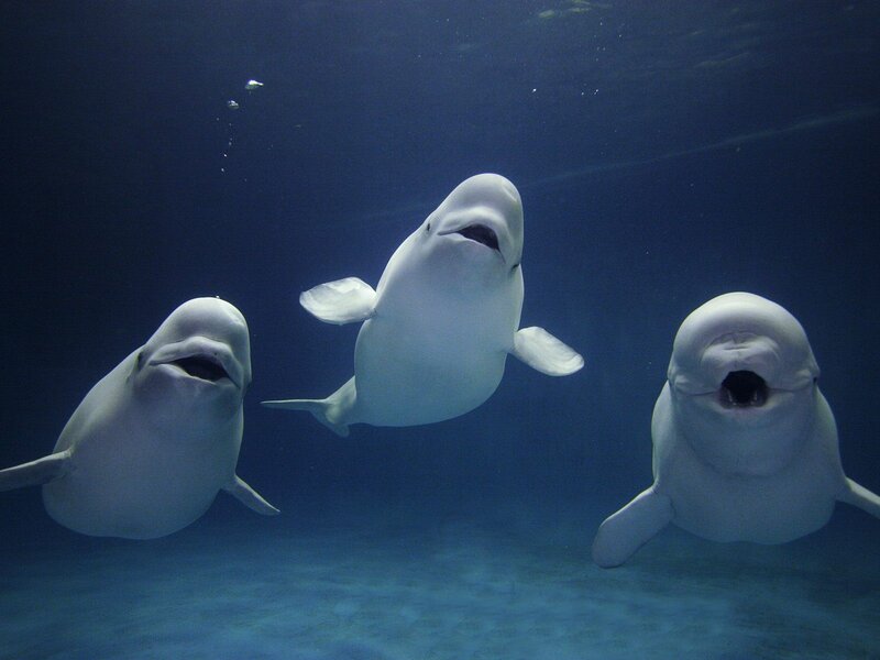 Three Beluga Whales — Blue, Calm, Photograph, Bubbles