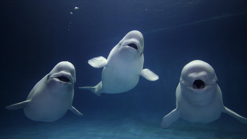 Three Beluga Whales — Blue, Calm
