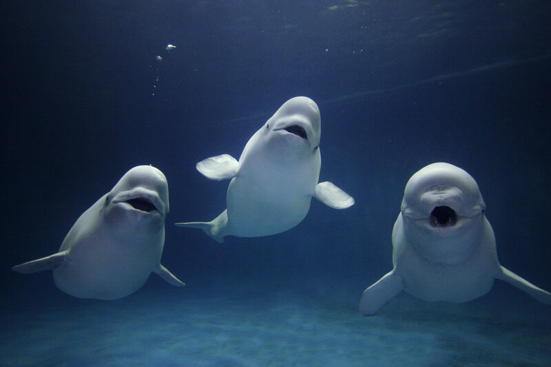 Three Beluga Whales — Blue, Serene