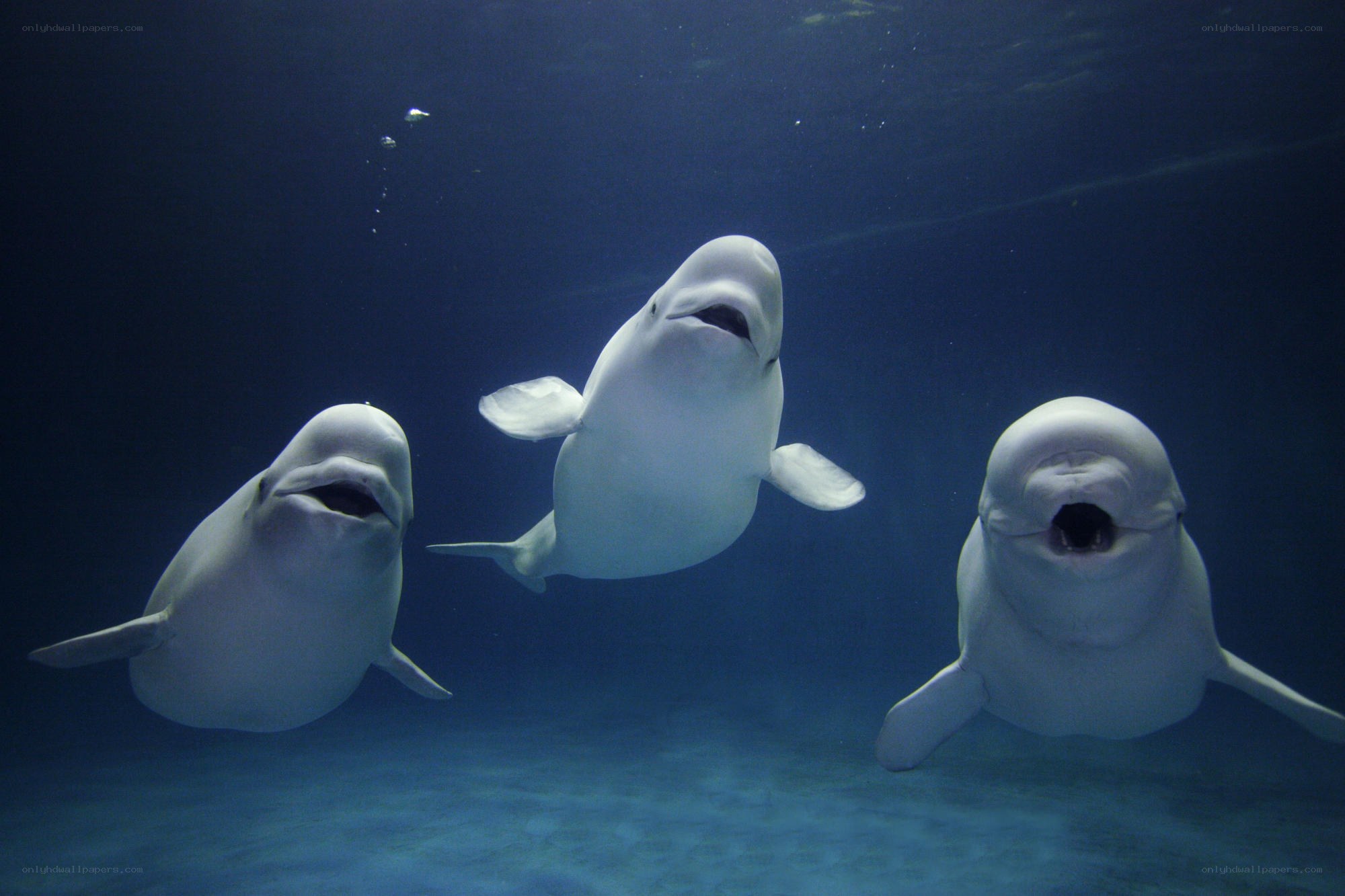 Three beluga whales swimming