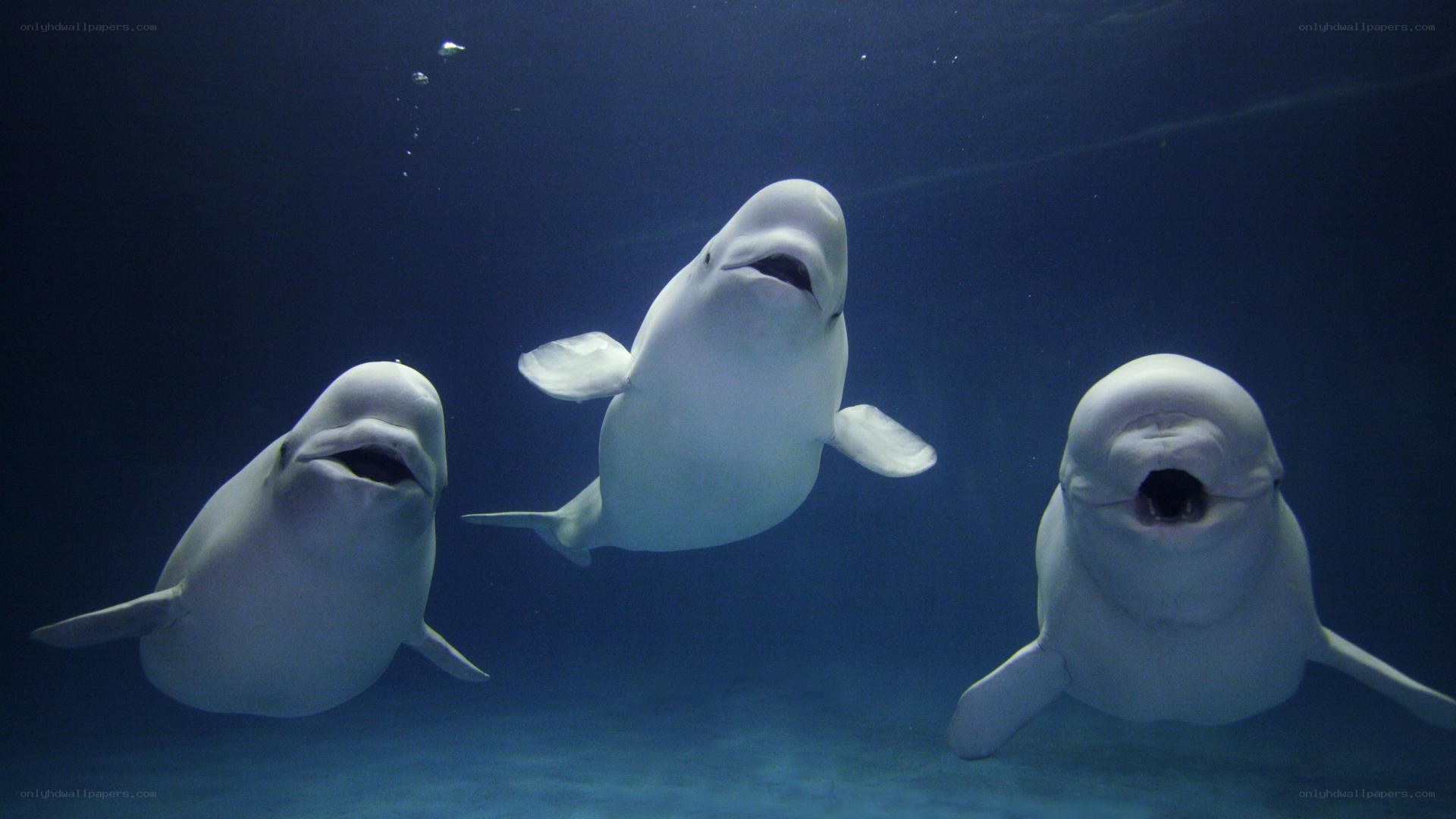 Three beluga whales swimming