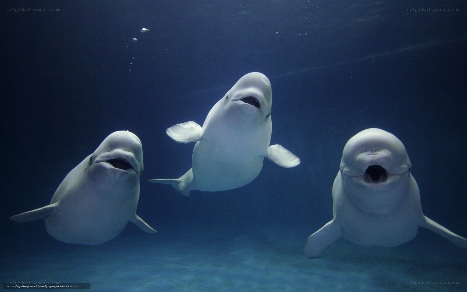 Three beluga whales swimming