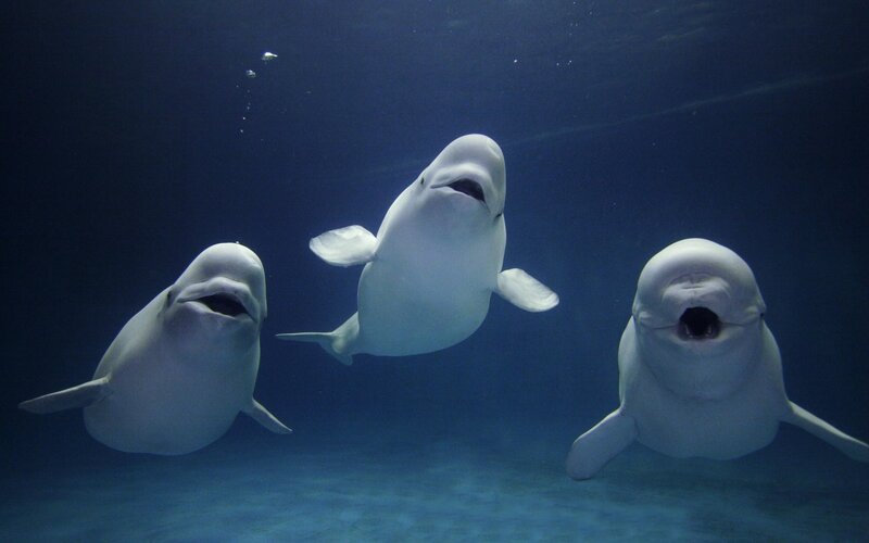 Three Beluga Whales