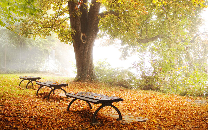 Three Benches under Tree