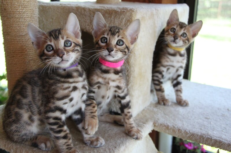Three Bengal Kittens — Brown