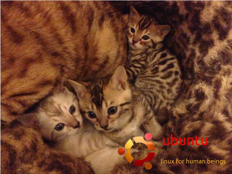 Three Bengal Kittens