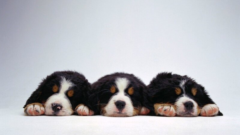 Three Bernese Mountain Puppies — Black, Calm, Photograph