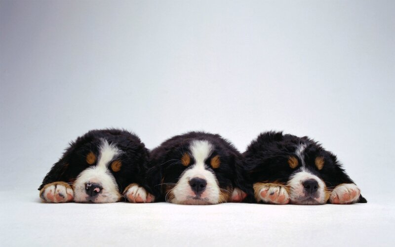 Three Bernese Mountain Puppies — Black, Calm, Photograph, White Background