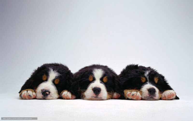 Three Bernese Mountain Puppies — Black, Calm