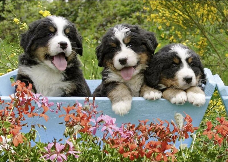 Three Bernese Mountain Puppies — Blue, Playful