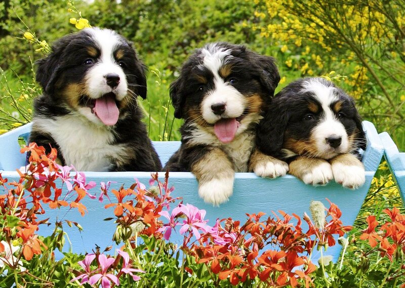 Three Bernese Mountain Puppies — Blue