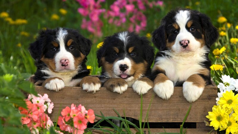 Three Bernese Mountain Puppies — Green