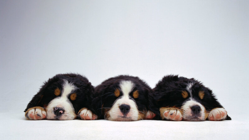 Three Bernese Mountain Puppies