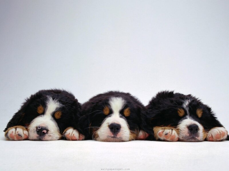 Three Bernese Mountain Puppies — White Background