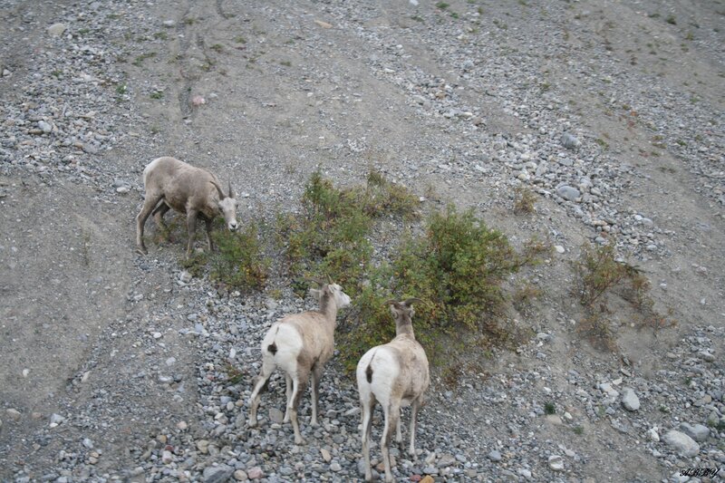 Three Bighorn Sheep — Gray