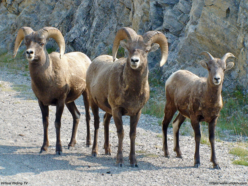 Three Bighorn Sheep