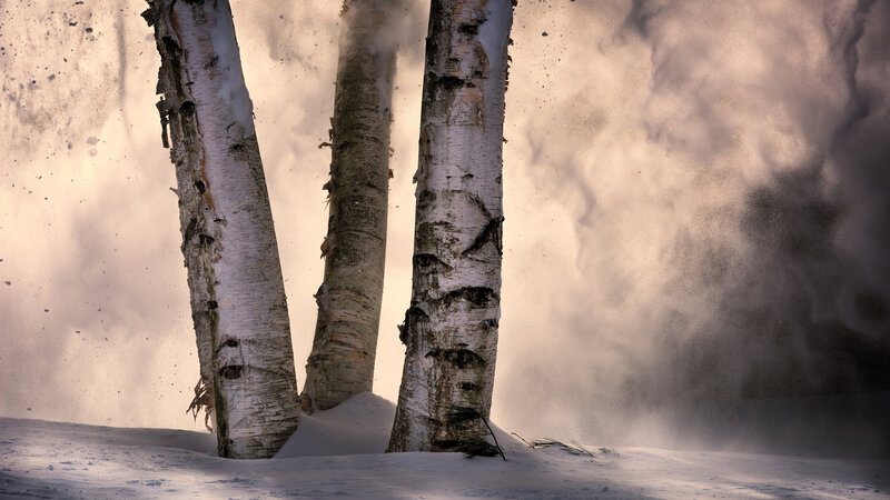 Three Birch Trees in Snow