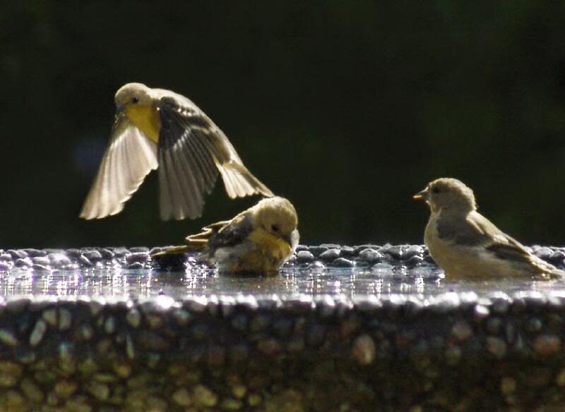 Three Birds at Birdbath
