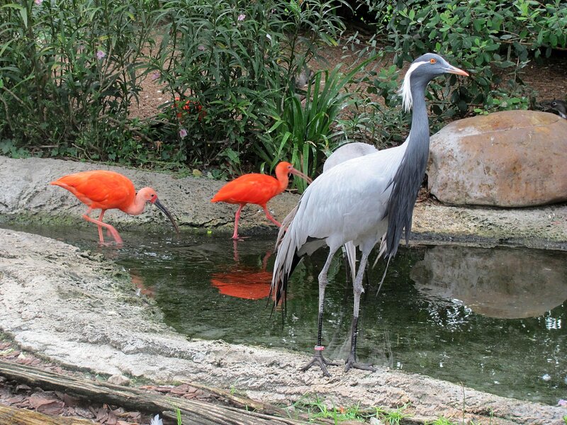Three Birds at Water's Edge