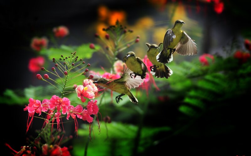 Three Birds Feeding — Pink
