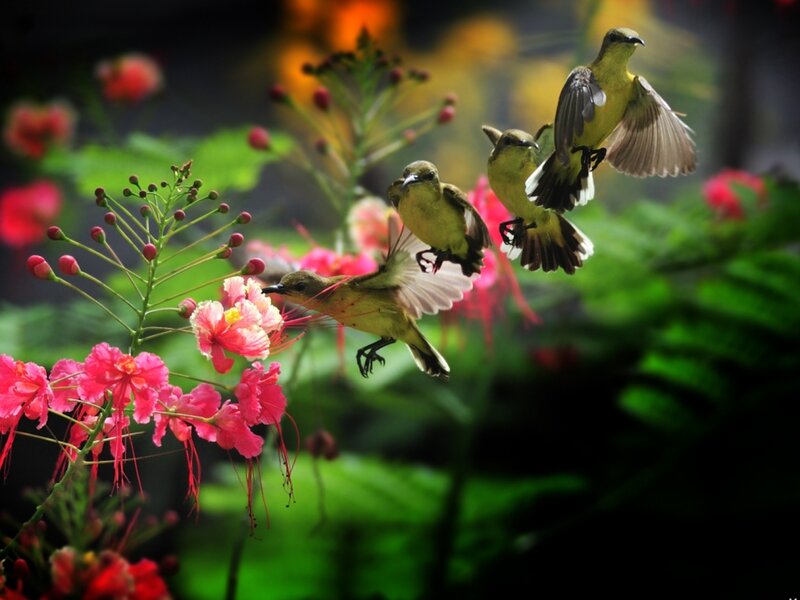 Three Birds Feeding