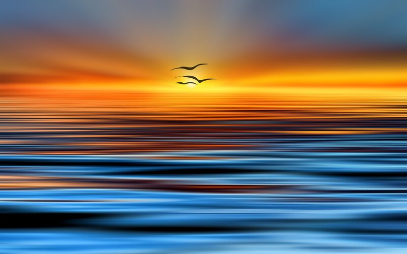 Three Birds Flying over Ocean
